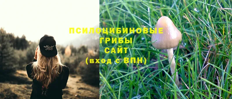 Псилоцибиновые грибы Psilocybine cubensis  Набережные Челны 